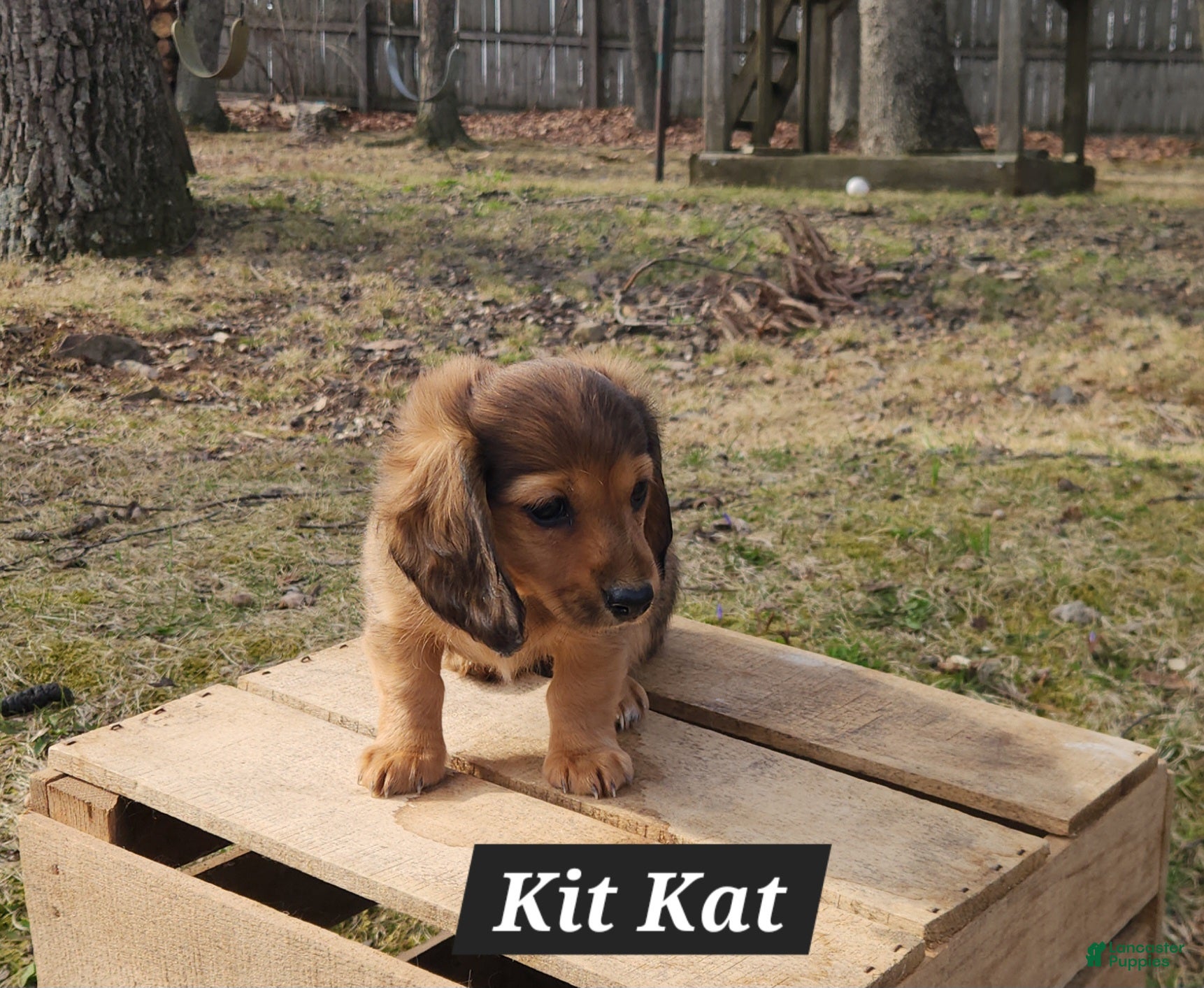 Miniature Dachshund dogs Kit Kat - Ad 2