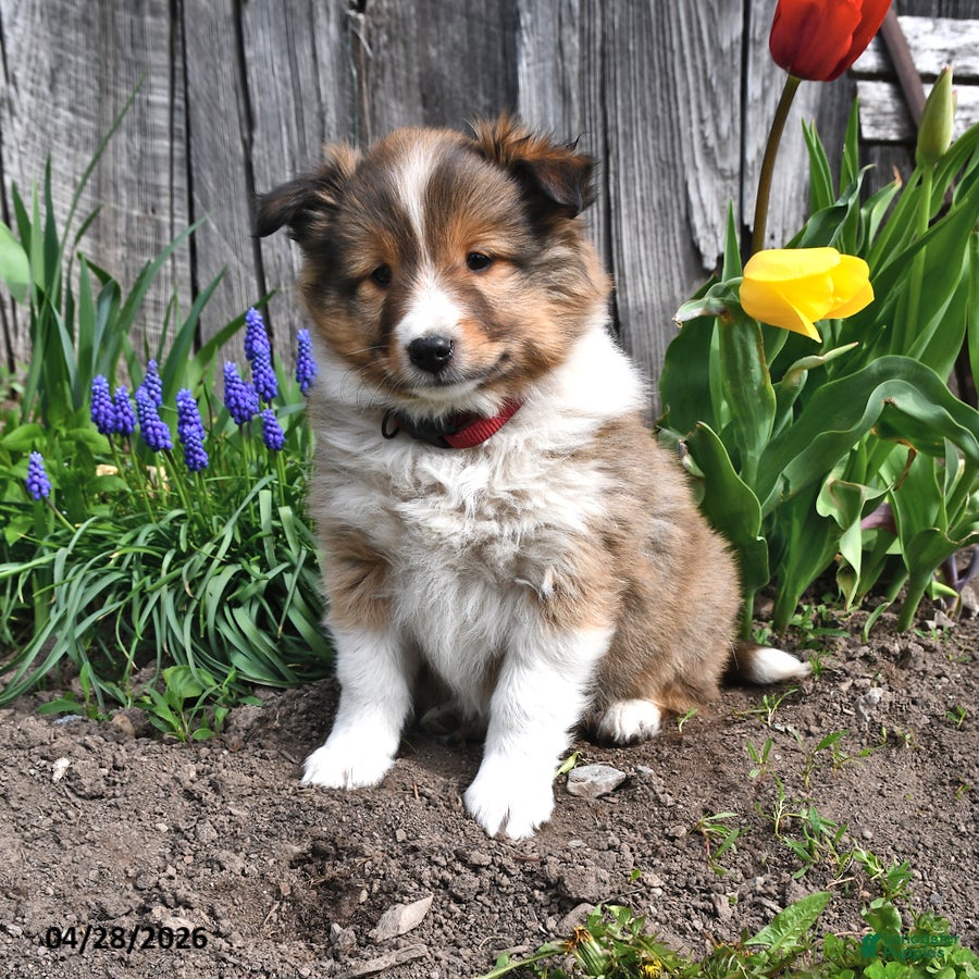 Shetland Sheepdog dogs Mitch - Ad 2