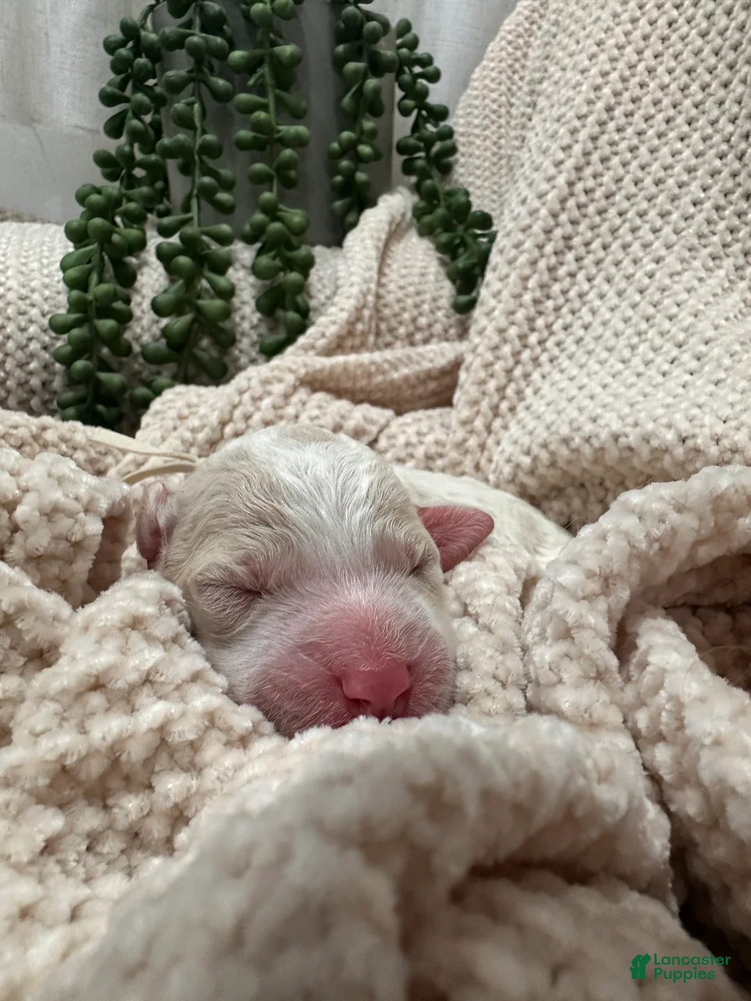 Goldendoodle dogs for sale: Ivory 🤍 - Ad 2