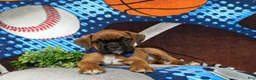 Boxer dogs for sale: Tye - Ad 5