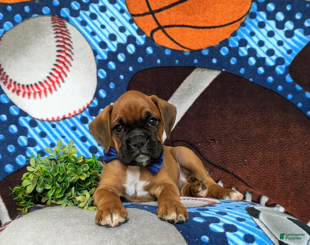 Boxer dogs for sale: Tye - Ad 5