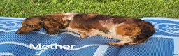 Dachshund dogs for sale: Spot - Ad 3