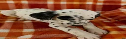 Dalmatian dogs for sale: Dark Green - Ad 1