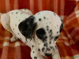 Dalmatian dogs Dark Green - Ad 42
