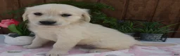 Golden Retriever dogs for sale: Golden Retriever 8 Sady - Ad 1