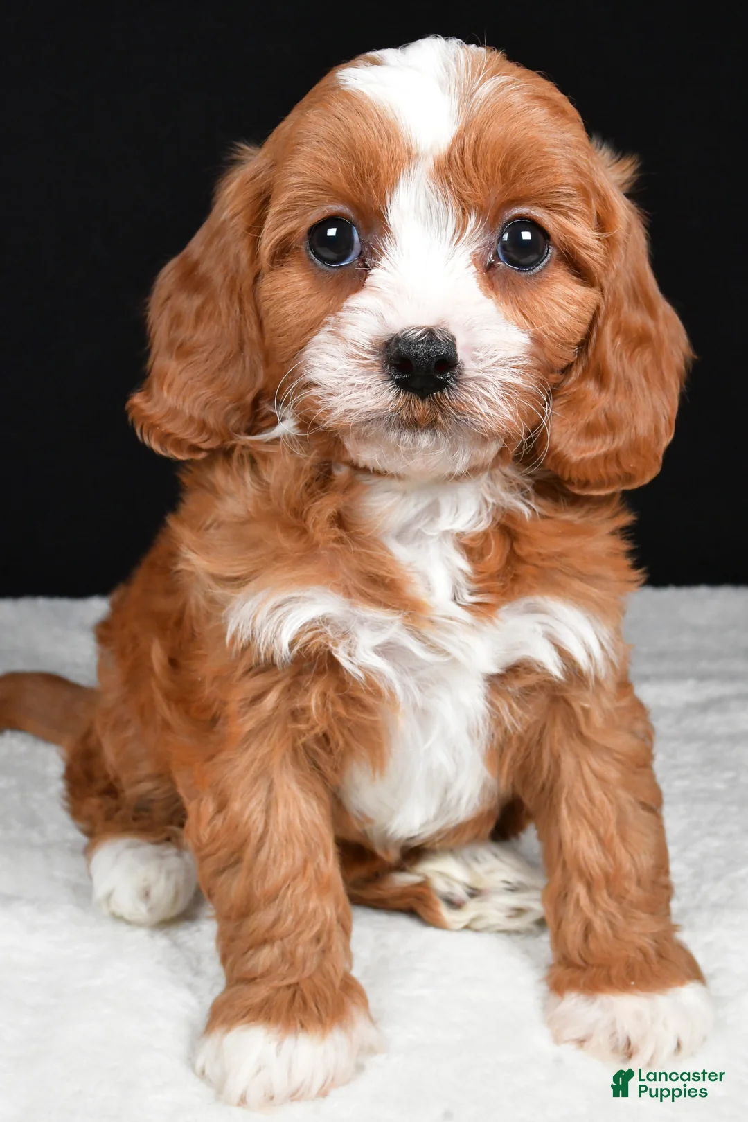 Cavapoo dogs for sale: Kairi - Ad 4