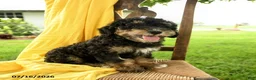 Mini Bernedoodle dogs for sale: Cleo - Ad 5