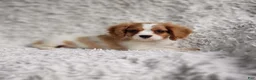 Cavalier King Charles Spaniel dogs for sale: Cavalier King Charles Spaniel 1 - Ad 6