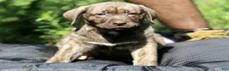 Mixed Breed dogs for sale: Mixed Breed 2 - Ad 1