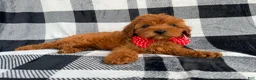 Cavapoo dogs for sale: Bruno - Ad 5