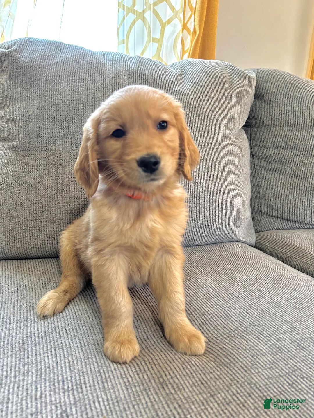 Golden Retriever dogs for sale: Cooper - Ad 1