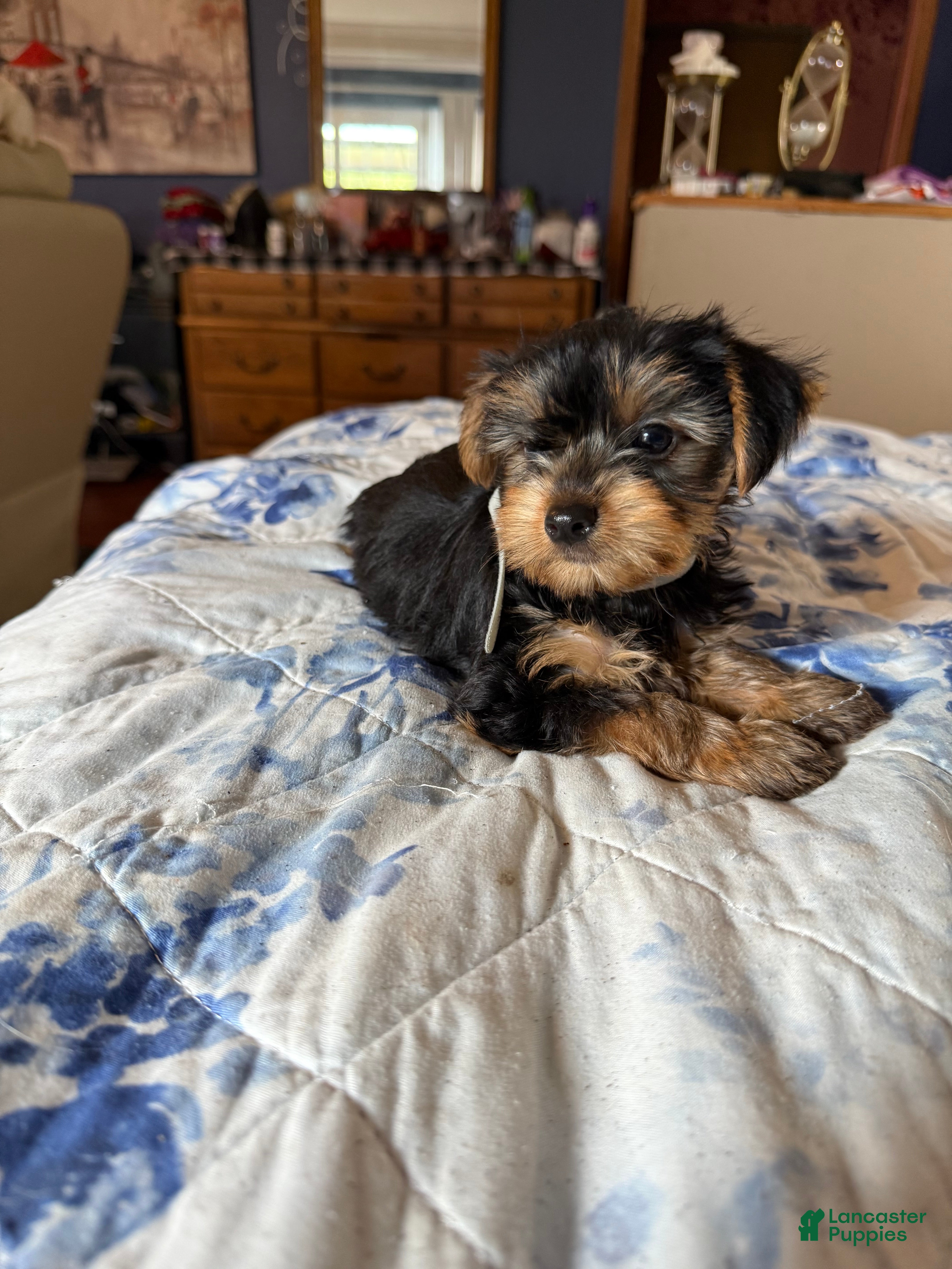 Yorkshire Terrier dogs Tiny Goliath  - Ad 2