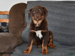 Mixed Breed dogs Benny - Ad 3
