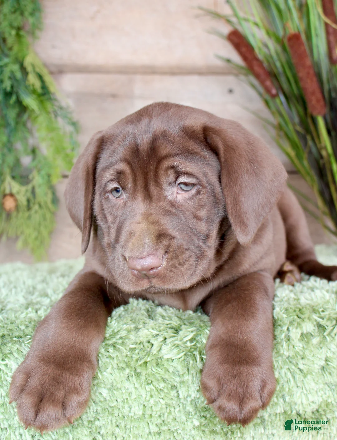 Labrador Retriever dogs for sale: Amanda - Ad 5