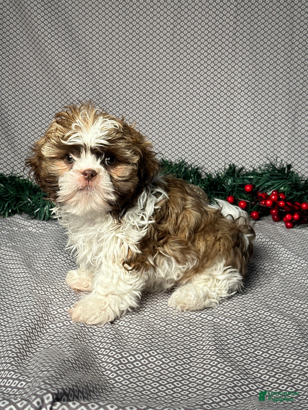 Shih Tzu dogs for sale: Cole - Ad 3