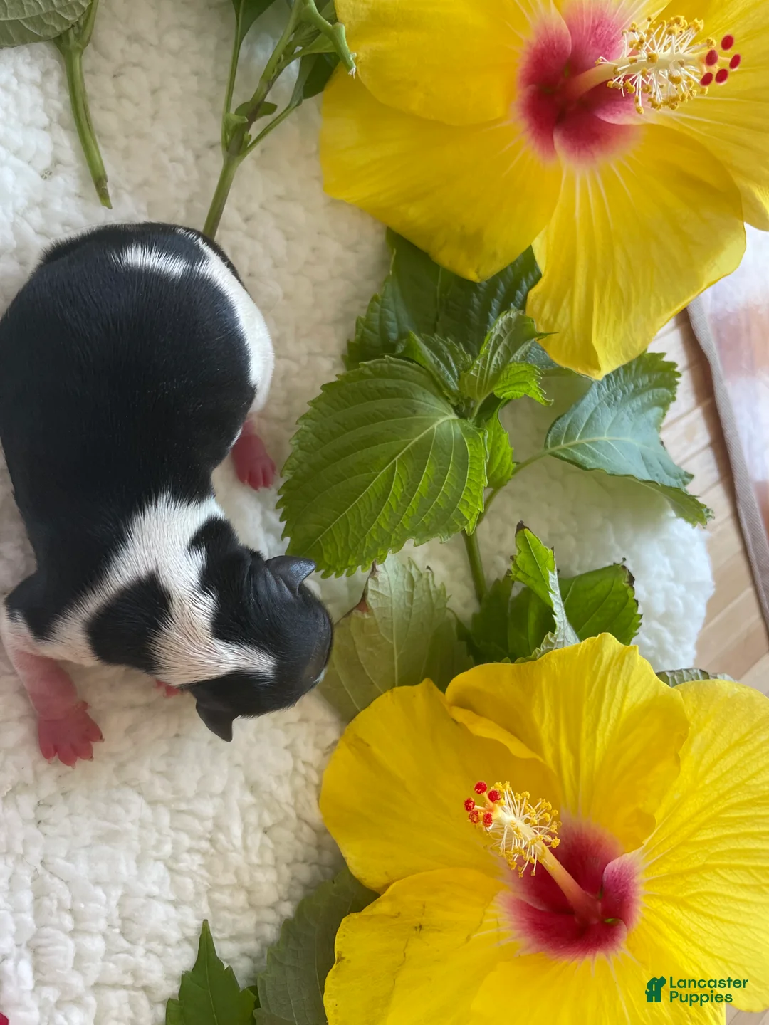 Biewer Terrier dogs for sale: Biewer Terrier 2. Grace - Ad 2