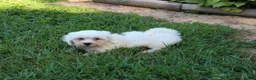 Teddy Bear dogs for sale: White Oak - Ad 3