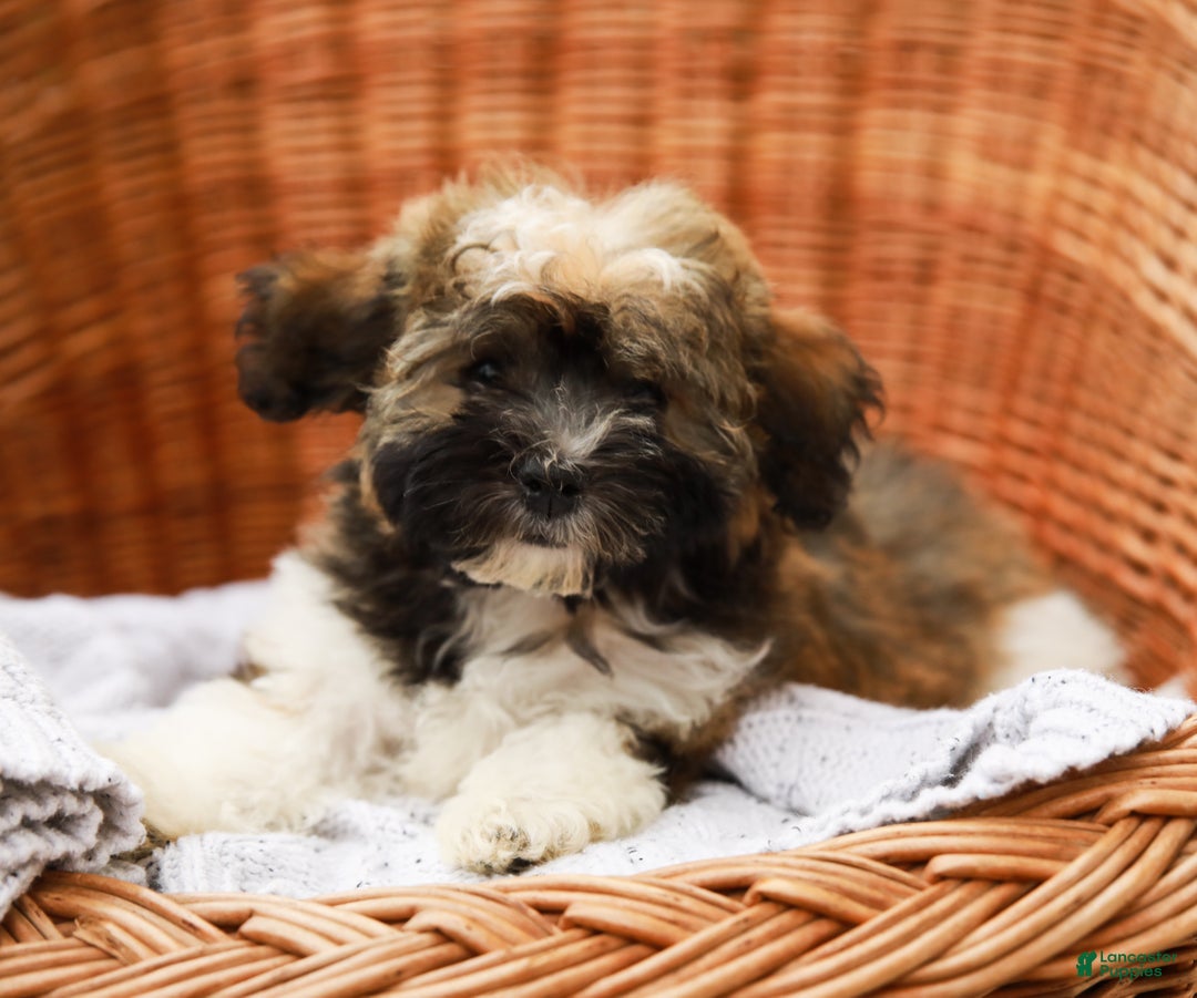 Havanese dogs for sale: Paisley (AKC)  - Ad 3