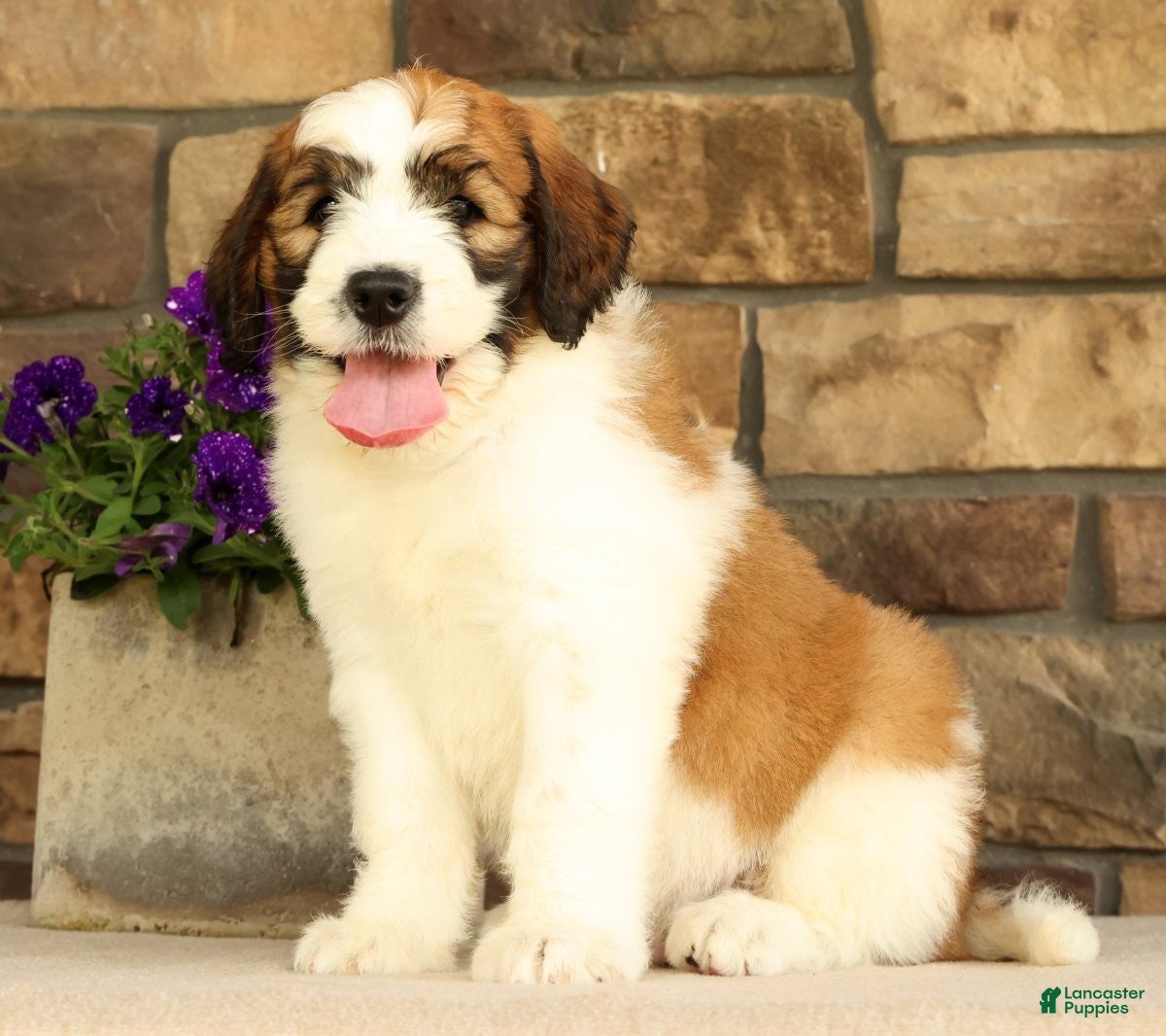 Saint Berdoodles dogs Wilder - Ad 1