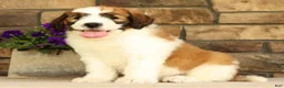 Saint Berdoodles dogs for sale: Wilder - Ad 1