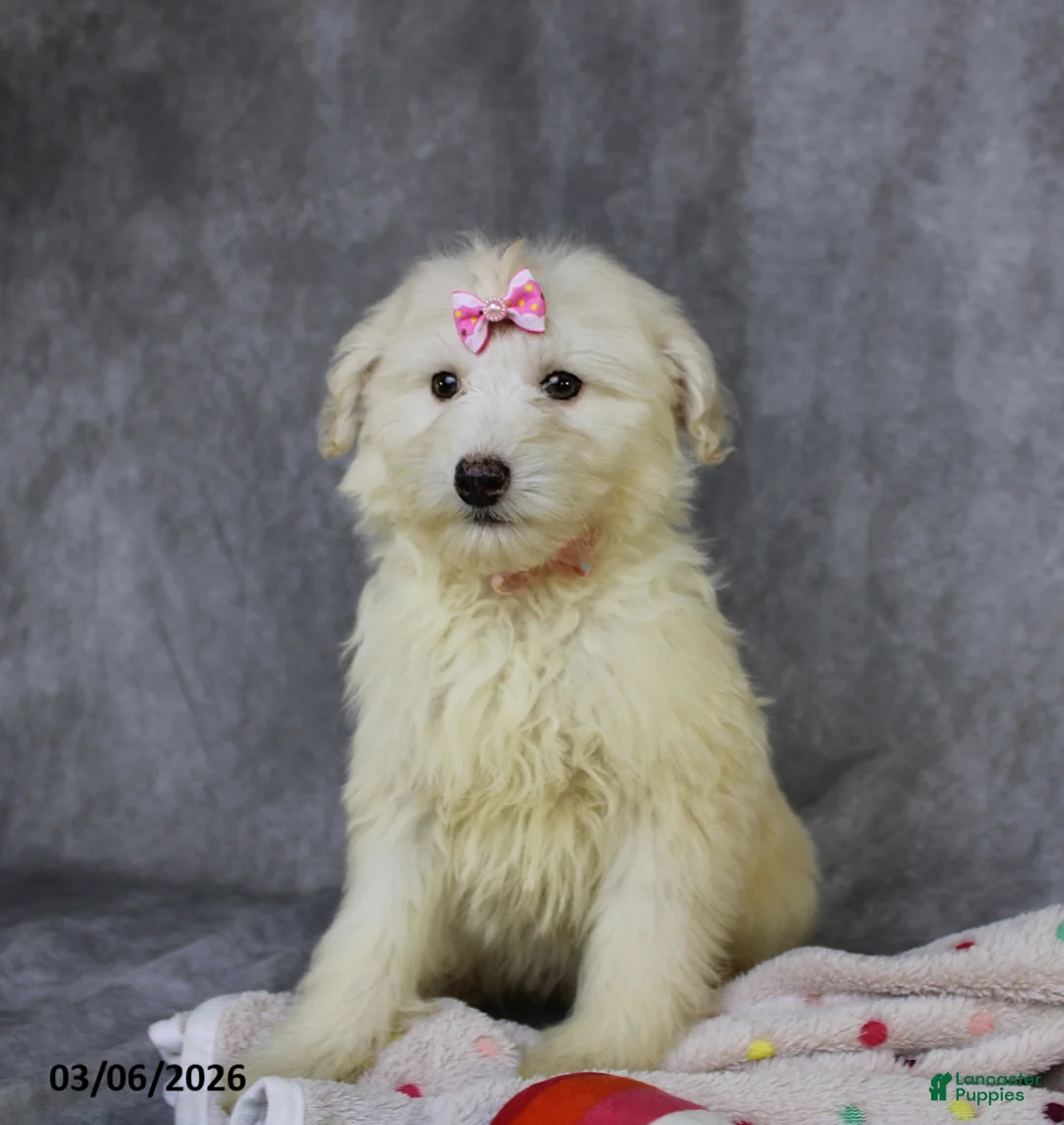 Mini Aussiedoodle dogs for sale: Carli - Ad 1