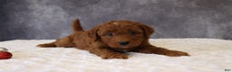 Mini Goldendoodle dogs for sale: Milo - Ad 3