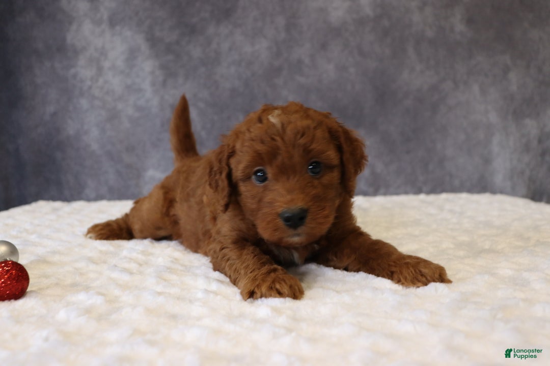 Mini Goldendoodle dogs for sale: Milo - Ad 3