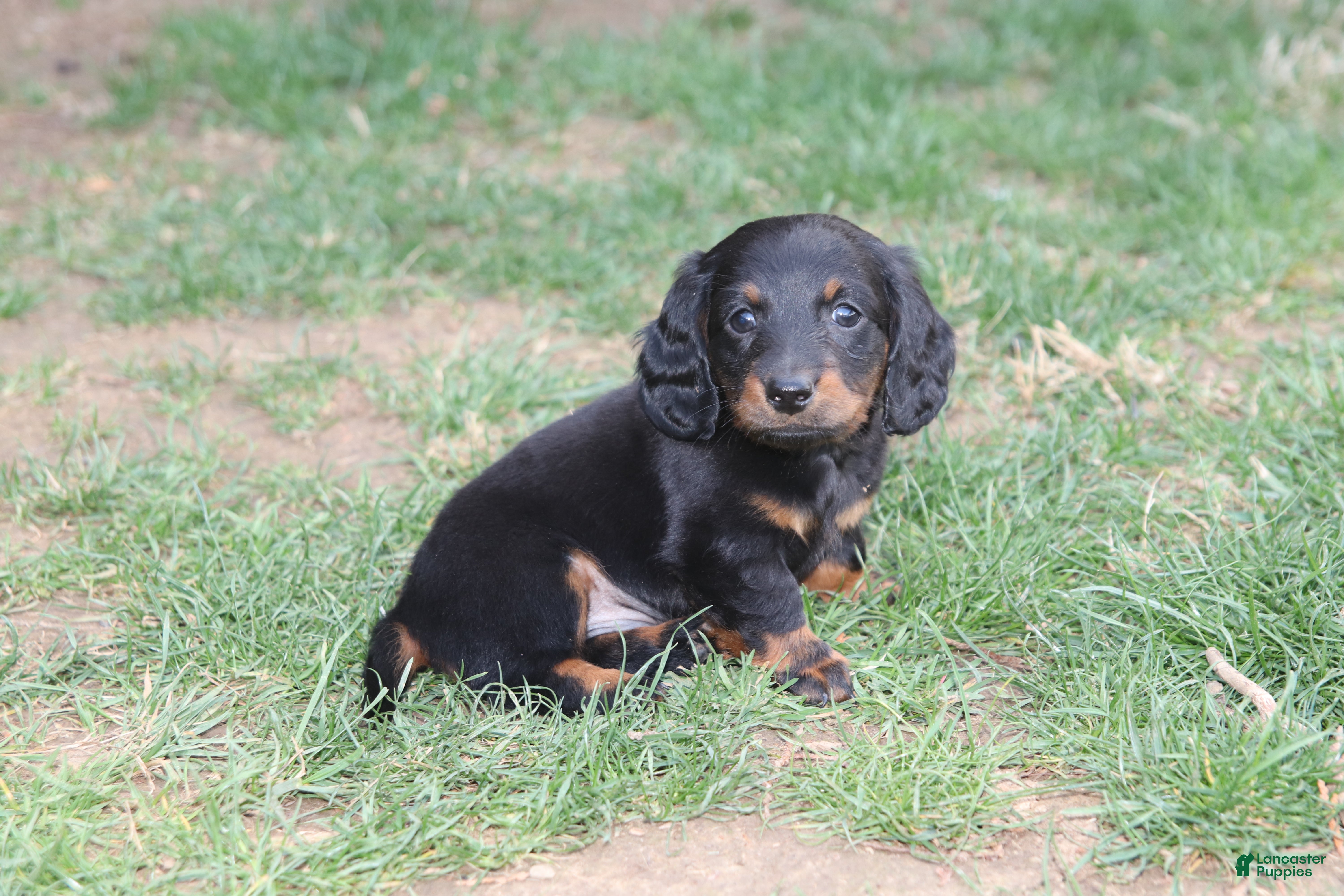 Miniature Dachshund dogs Rex - Ad 1
