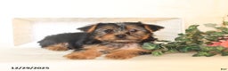 Yorkshire Terrier dogs for sale: Bella   - Ad 5