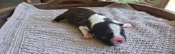 Boston Terrier dogs for sale: Boston Terrier Puppy 1 - Ad 11