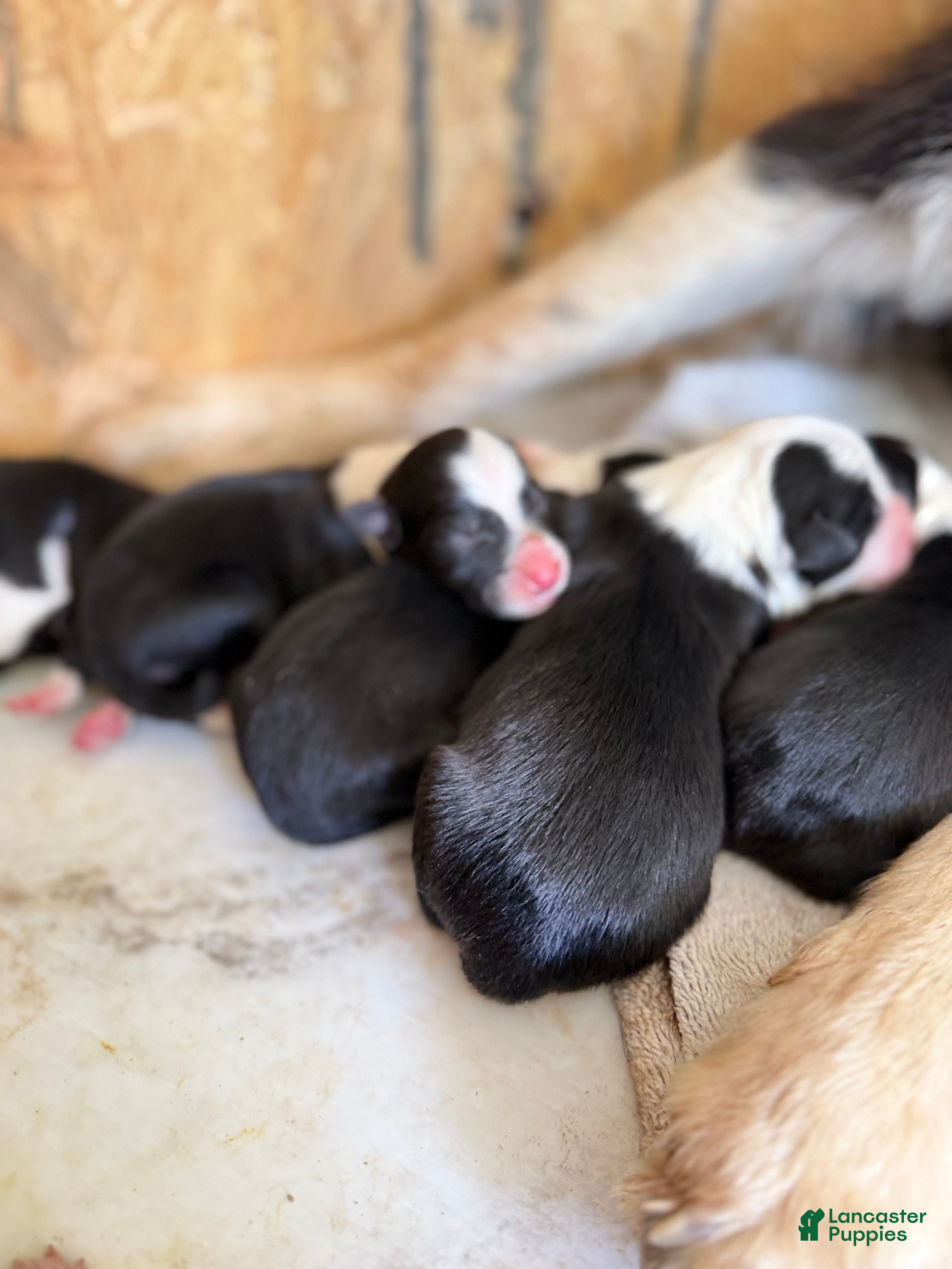Border Collie dogs Border Collie 9 - Ad 6