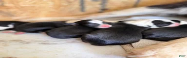 Border Collie 9