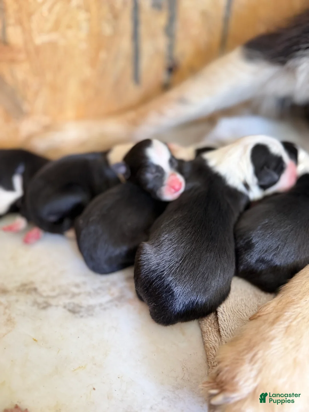 Border Collie dogs for sale: Border Collie 9 - Ad 1