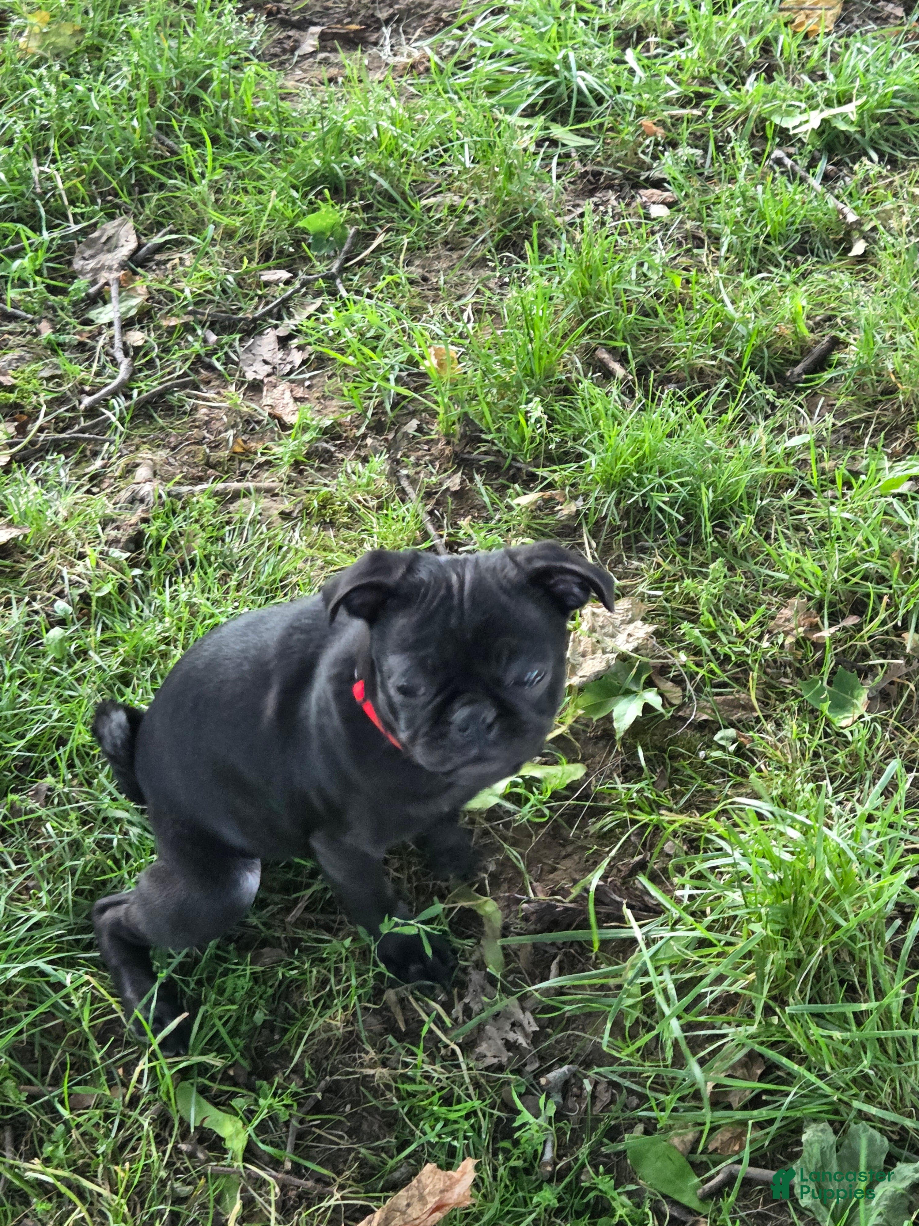 Pug dogs Jasper  - Ad 2