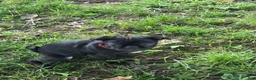 Pug dogs for sale: Jasper  - Ad 2