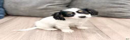 Cavachon dogs for sale: Honey - Ad 3