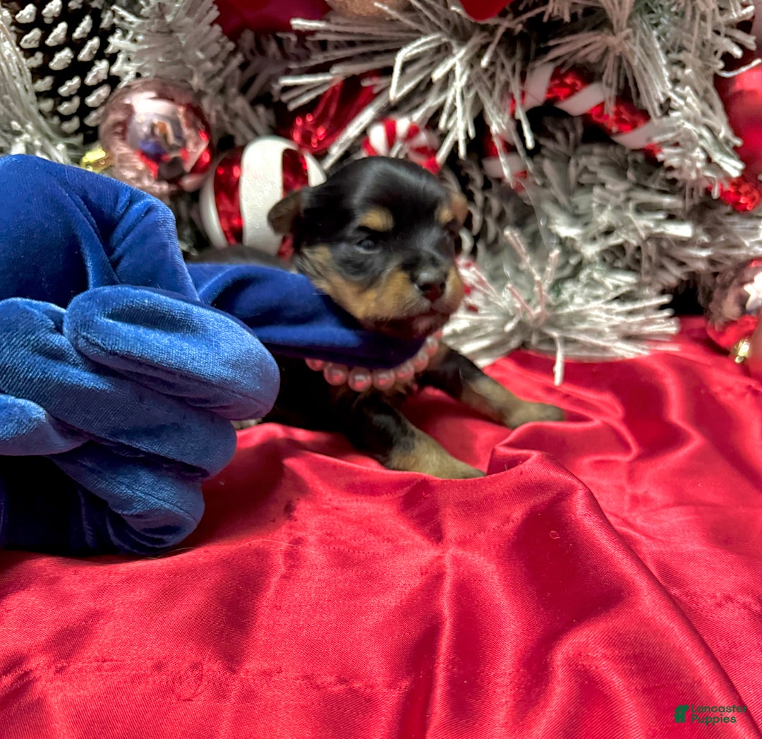 Yorkshire Terrier dogs for sale: Primavera - Ad 6