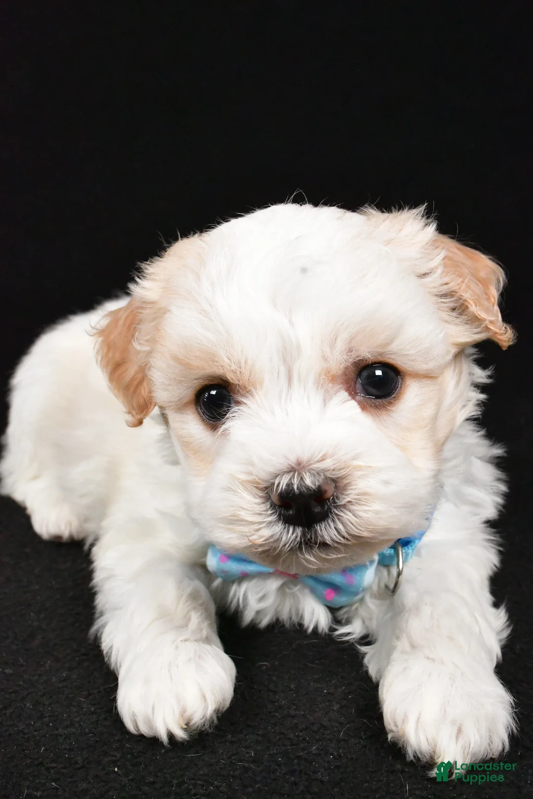 Havanese dogs for sale: Duke - Ad 5