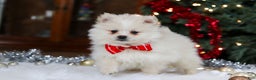 Pomeranian dogs for sale: Bowie - Ad 7