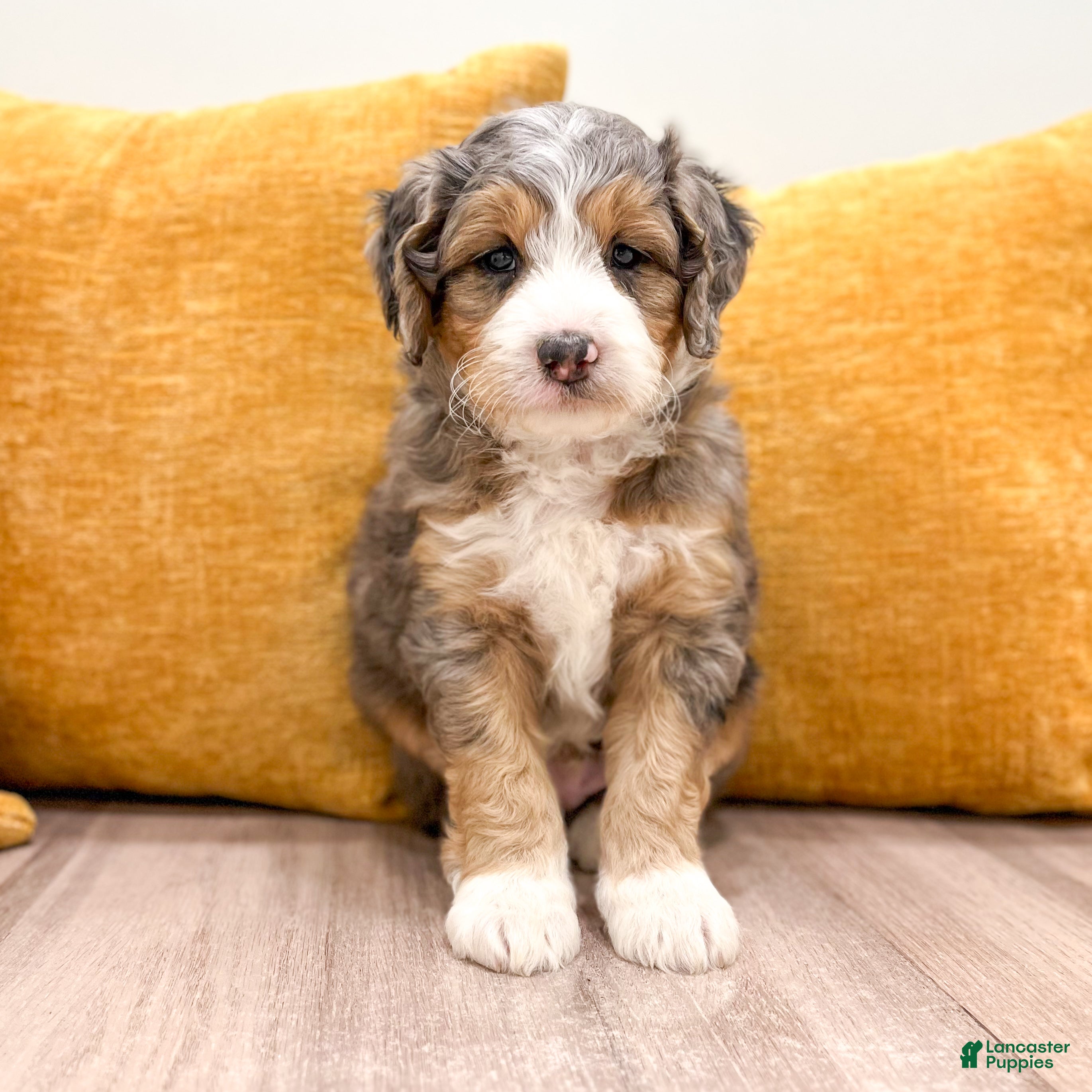 Mini Bernedoodle dogs for sale: Koda - Ad 1