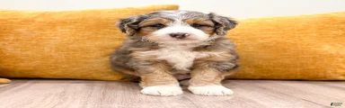 Koda