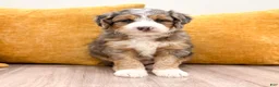 Mini Bernedoodle dogs for sale: Koda - Ad 1