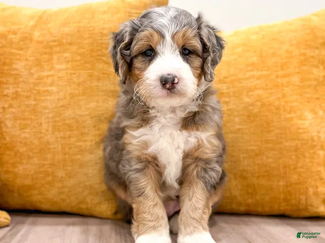 Mini Bernedoodle dogs for sale: Koda - Ad 1