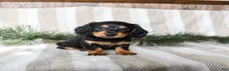 Miniature Dachshund dogs for sale: Chocolate - Ad 1