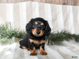 Miniature Dachshund dogs Chocolate - Ad 26