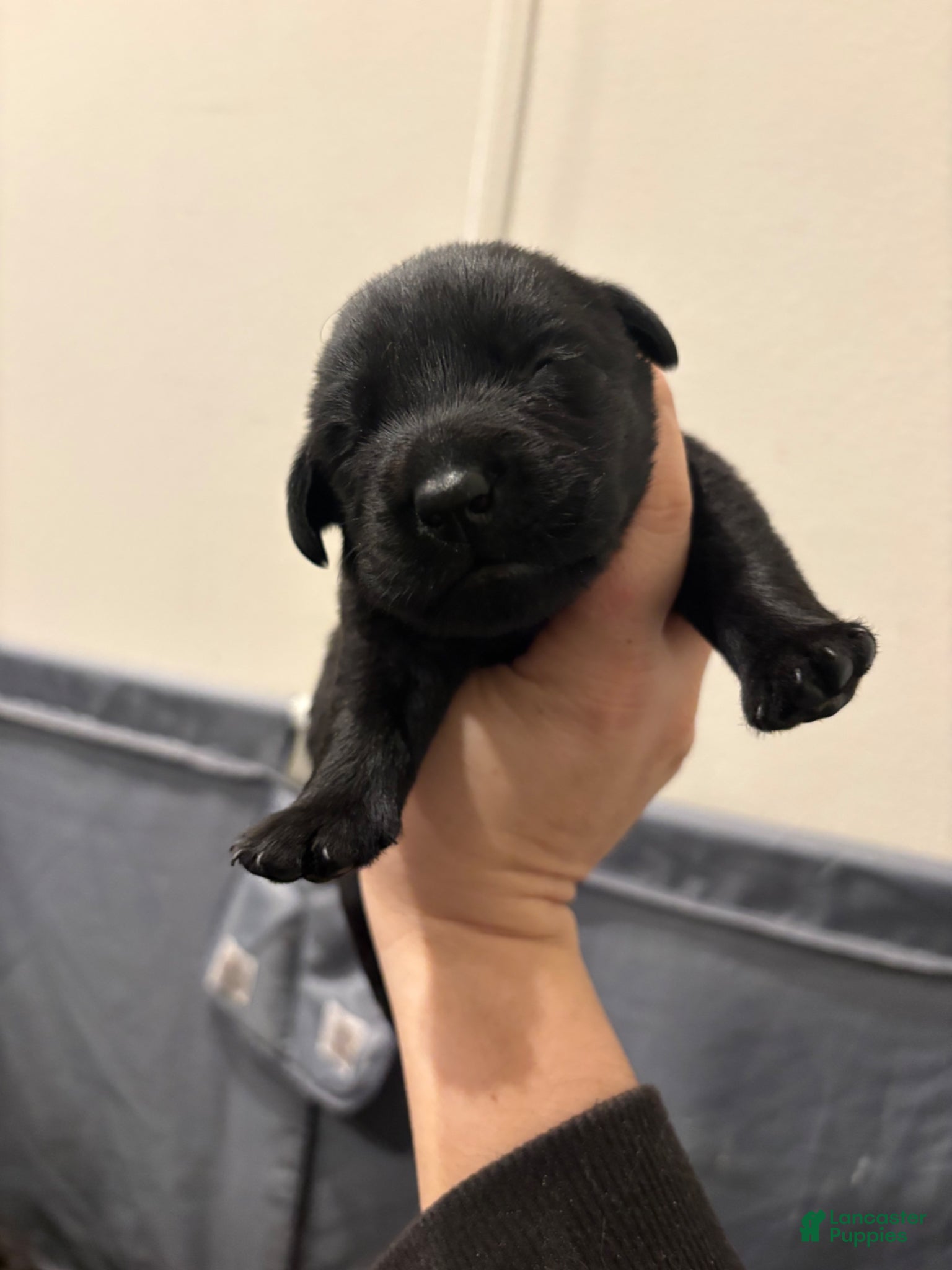 Labrador Retriever dogs Labrador Retriever Puppy 2 - Ad 1