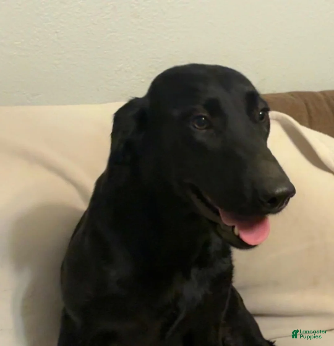 Mixed Breed dogs for sale: Mixed Breed 6 - Ad 2