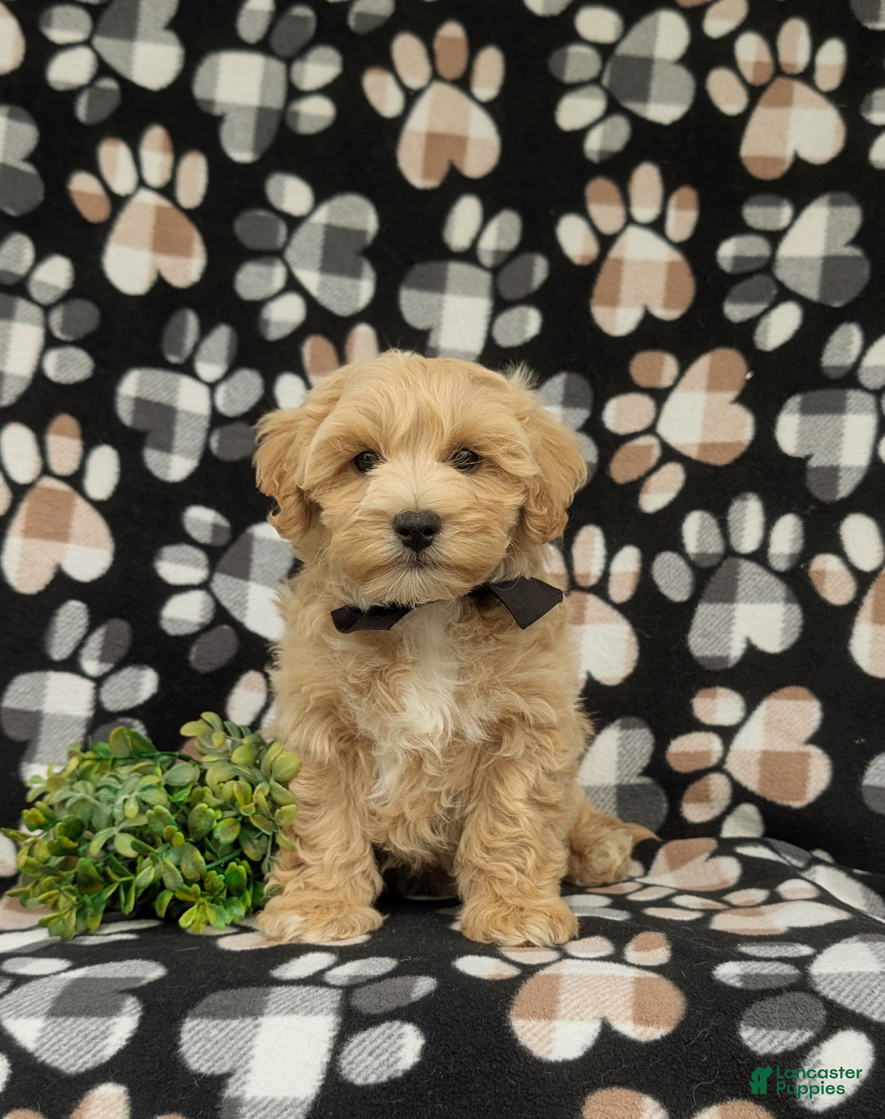 Maltipoo dogs Osborne - Ad 2
