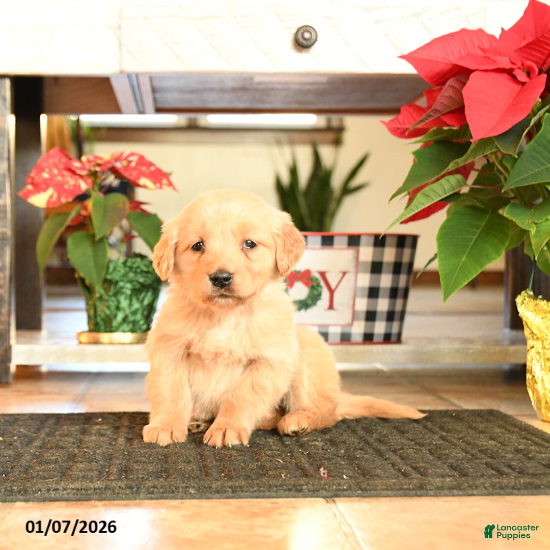 Golden Retriever dogs for sale: Rosalyn - Ad 1