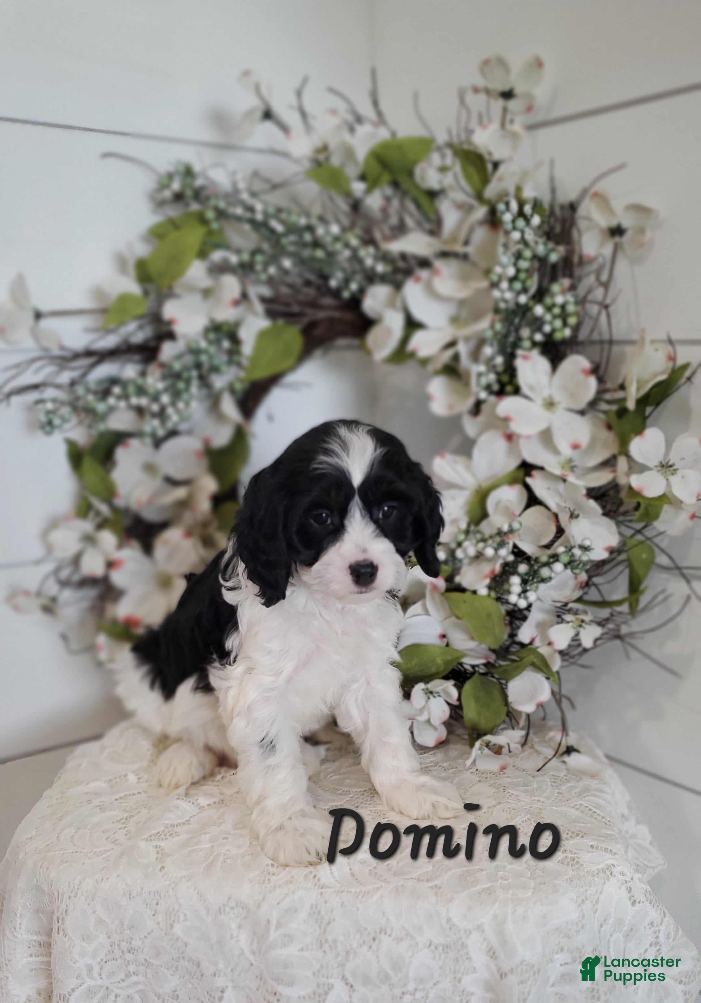 Cavapoo dogs Domino  - Ad 11